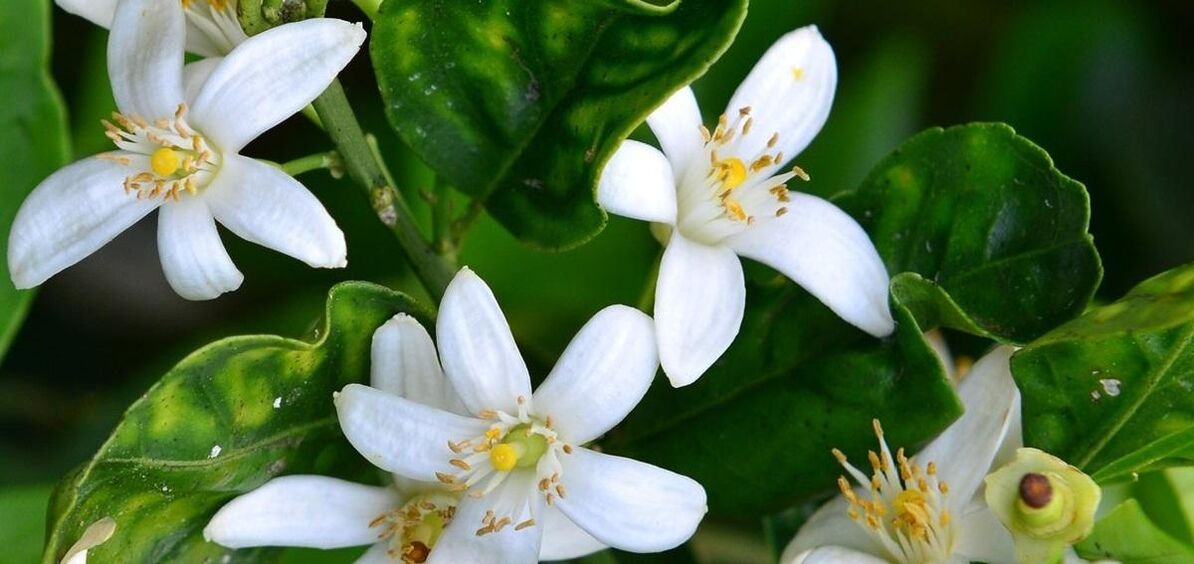 Neroli helps to remove spider veins